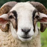 الأزولا للعلف