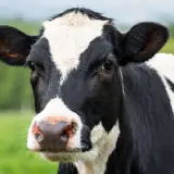 الأزولا للعلف