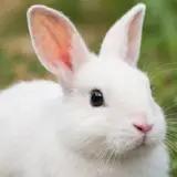 الأزولا للعلف