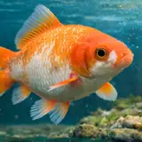 الأزولا للعلف