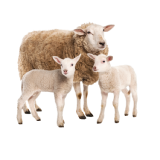 علف الأزولا