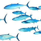 علف الأزولا