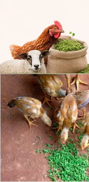 الأزولا للعلف