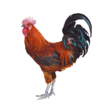 الأزولا للعلف