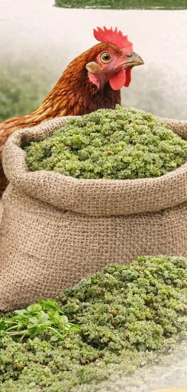 الأزولا للعلف