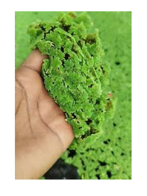 الأزولا للعلف